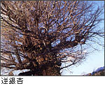逆銀杏の写真
