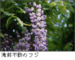 滝前不動のフジの写真