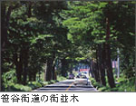 笹谷街道の松並木の写真